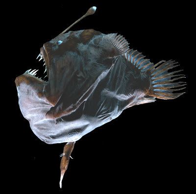 Черен морски дявол (Humpback Anglerfish) 1423830442_9_559x*