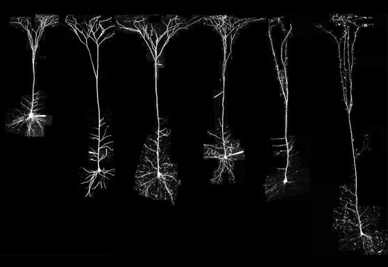 Пирамидални неврони от различни видове