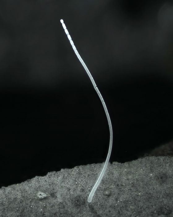 Единична нишка от Ca. Thiomargarita Magnifica
