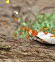 Пеперудите не могат да получат натрий от цветята, така че насекомите трябва да го потърсят другаде. Някои видове пеперуди използват екскрементите като източник на натрий, други го намират в почвата, а трети - като пеперудите край реката - от сълзите. <br>Снимка : Jeff Cremer / Perunature.com