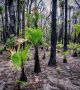 Триумфът на живота над смъртта може да се види на тези снимки на свежи, зелени растения, появяващи се през овъглените останки на австралийските гори. <br>Снимка : Facebook / CynBodycote