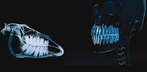 1430489039_6_559x*.jpg