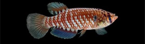 Papiliolebias ashleyae е една от 93-те риби открити между 2014 и 2015