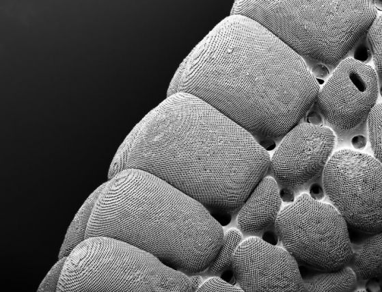 изображение с електронен микроскоп на част от скелет на морска звезда с видими израстъци