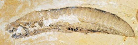 Юнанозойски фосил