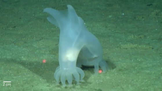 Странна прозрачна морска краставица, която прилича малко на призрак