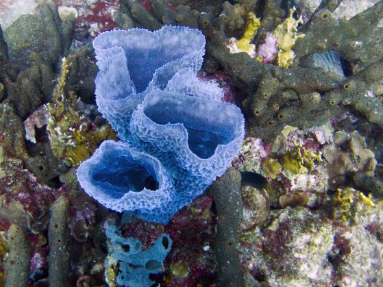 Callyspongia plicifera, лазурната гъба, е вид морска гъба, принадлежаща към семейство Callyspongiidae.