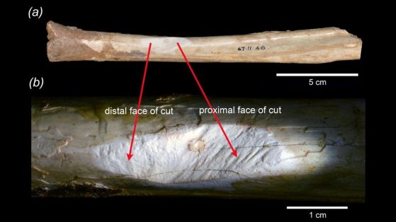Близък план на разреза, направен във вкаменелата кост