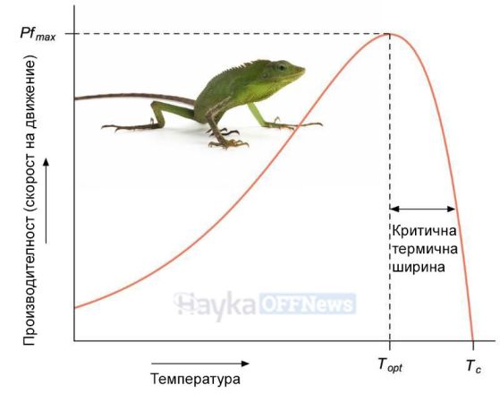 Хипотетична обобщена крива на термичната производителност (TPC - thermal performance curve), илюстрираща как характеристиките на производителността – като скоростта на бягане при гущерите – се увеличават експоненциално с температурата, докато достигнат максимална производителност при оптималната температура. След този пик производителността рязко намалява с повишаването на температурата, като в крайна сметка достига минимум или се срива при критичната температура. Кредит: Nicholas Payne and Prof. Andrew Jackson, Trinity College Dublin