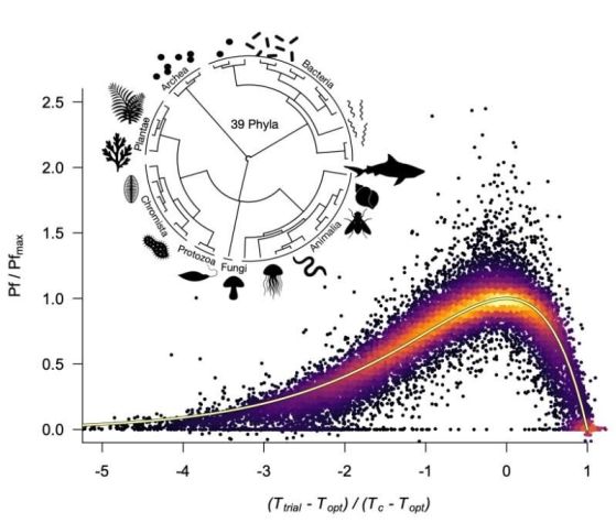 Биологичната производителност в цялото дърво на живота се свежда до Универсалната крива на топлинна производителност (UTPC). Показани са приблизително 30 000 измервания на производителността, получени от седем царства, 39 типа и 2710 експеримента. Производителността е представена чрез различни скорости, включително метаболизъм, индивидуален растеж, интензивност на хранене, доброволна активност и растеж на популацията. Данните са представени по двете оси спрямо параметрите (Topt, Tc и Pfmax), оценени чрез напасване на уравнението на UTPC към всеки от 2710 експеримента; UTPC е насложена като жълта линия. Данните са оцветени от относителната плътност на съседните точки. Кредит: Prof. Nicholas Payne and Prof. Andrew Jackson, Trinity College Dublin
