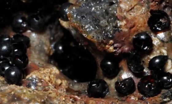 Яйца на плоски червеи в морските дълбини