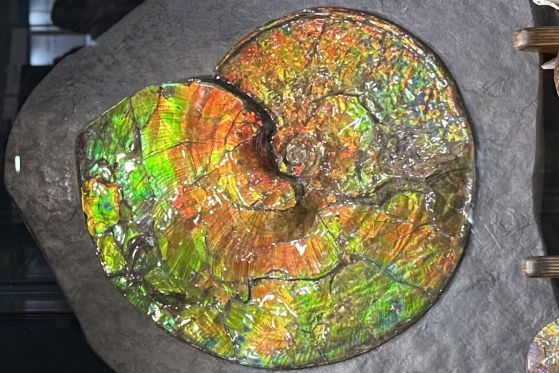 Скъпоценният камък амолит, вкаменена черупка, вградена в камък, показва предимно червени тонове.