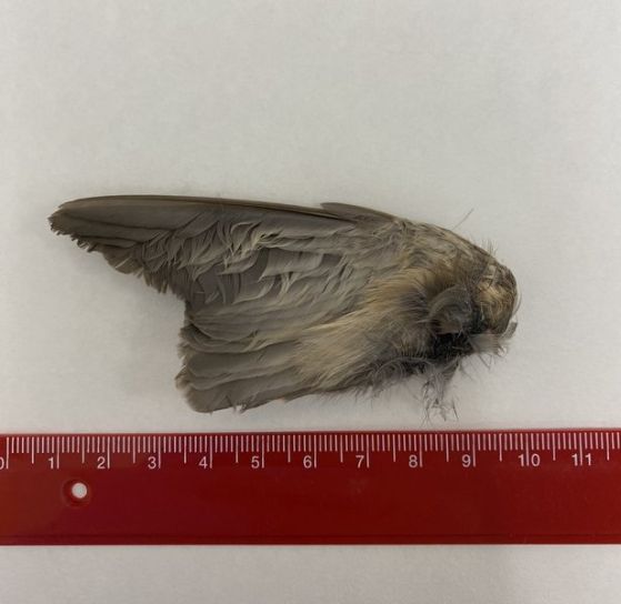 Изследователите откриват 12 крила на пойни птици в ловните територии на прилепите. От рентгенови снимки е възможно да се видят ясни следи от захапвания по раменната кост, а ДНК баркодирането разкрива, че следите от ухапвания принадлежат на големите вечерници. Кредит: 