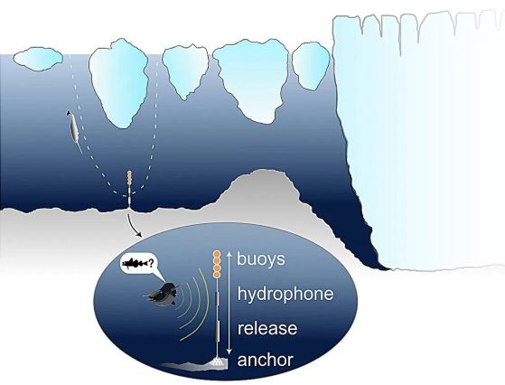Схема на станция на морското дъно в ледения фиорд Ингълфийлд Бреднинг, северозападна Гренландия