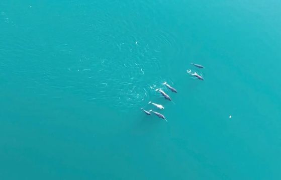 Стадо нарвали във фиорда Ингълфийлд Бреднинг, северозападна Гренландия