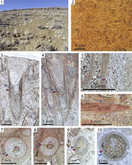 Salterella от формацията Harkless близо до Gold Point, Невада. (1) Полева снимка, показваща шисти от формацията Harkless с редки варовикови пластове, съдържащи Salterella (бели стрелки) и археоциатни рифове в горната част на разреза. (2) ръчна проба, показваща изобилие от Salterella във фосилеферен слой. (3–10) Фотомикрографии на Salterella с тънък срез в надлъжни (3–6) и напречни (7–10) разрези, показващи биоминерализирана черупка (сини стрелки), слепен материал (червени стрелки) и централна тръба (жълти стрелки); бялата стрелка в (5) отбелязва срастването между биоминерализираната черупка и слепения материал. (6) Микритизирана черупка; обърнете внимание на липсата на разграничение между слоевете на черупката. (10) Напречен срез, показващ размера на зърната и сортирането на слепения слой. 
