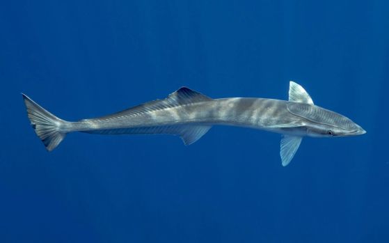 Риба прилепало (сем. Echeneidae). Вижда се смукателят отгоре на главата ѝ.