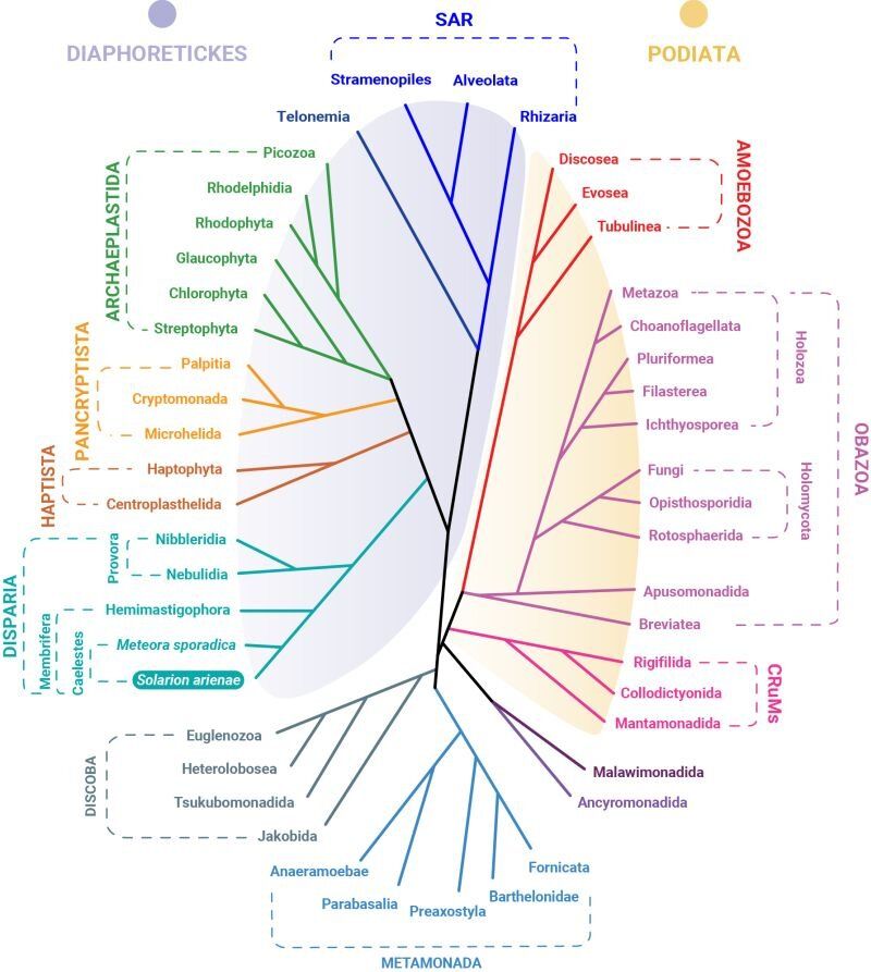 дървото на живота