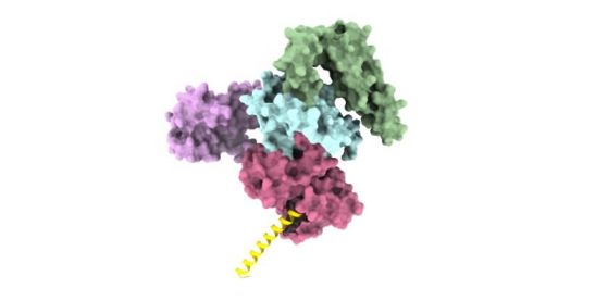Структура на SecA протеина от Solarion arienae