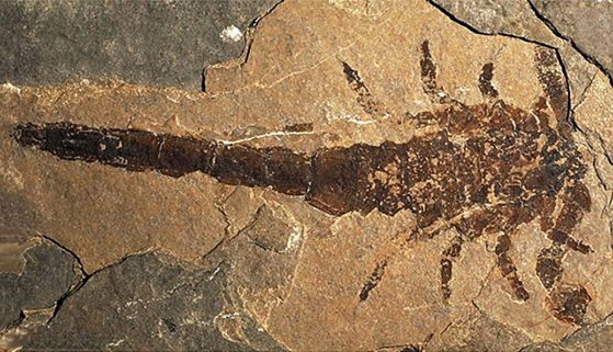 Откриването на Eramoscorpius (на снимката) най-накрая предоставя фосилните доказателства, доказващи, че Praearcturus все пак е бил скорпион.