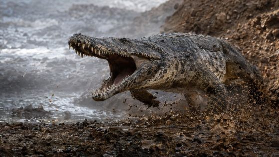 Prionosuchus 