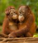 Орангутаните са едни от близките родственици на човека. Името им произлиза от малайски език Orang Hutan, което означава "горски човек" (orang — "човек", hutan — "гора"). В рода им има само два вида, ендемични за островите Суматра и Калиман (Борнео) - Суматранския орангутан (Pongo abelii) и Борнейския орангутан (Pongo pygmaeus), съответно. Първият вид е отдавна критично застрашен, но сега грози опасност и вторият.  <br>Снимка : National Geographic