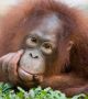 Орангутаните са едни от близките родственици на човека. Името им произлиза от малайски език Orang Hutan, което означава "горски човек" (orang — "човек", hutan — "гора"). В рода им има само два вида, ендемични за островите Суматра и Калиман (Борнео) - Суматранския орангутан (Pongo abelii) и Борнейския орангутан (Pongo pygmaeus), съответно. Първият вид е отдавна критично застрашен, но сега грози опасност и вторият.  <br>Снимка : National Geographic