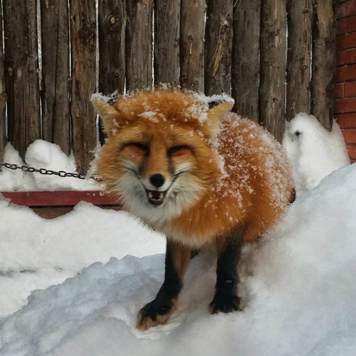 Fox новосибирск. Домашние лисы. Новосибирские лисы. Доброе утро лиса.