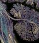 "Саморефлексия" е арт проект на един невроучен и физик. Той показва красотата и сложността на мозък. <br>Снимка : Greg Dunn, Brian Edwards