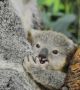 <p><strong>В зоологическата градина на Южна Каролина, <a href="Riverbanks Zoo " target="_blank">Riverbanks Zoo</a>, наскоро за първи път се показа за посетителите малката коала Джоуи. Тя е мъжка, родена през май от майка Лоти и баща Джими и вече излезе от торбичката на майка си.</strong></p>
<p>Раждането на коала е рядко явление за зоологическите градини.</p>
<p>Торбестите мечета от Австралия, коалите, са предимно нощни животни и често спят по 18-20 часа на денонощие.</p>
<p>Те предпочитат евкалиптовите гори на континенталната част на Източна Австралия. Въпреки че съществуват повече от 600 разновидности на евкалипта, коалите ядат само няколко вида от тях. Те са придирчиви към храната и имат предпочитания към определени видове листа.</p>
<p>В дивата природа, младите женски, обикновено раждат по едно малко годишно, а по-възрастните - обикновено се възпроизвеждат на всеки 2-3 години.</p>
<p>След период на бременност около 30-35 дни, се ражда 2 см дълго, сляпо и мъхесто мъничко животинче и то започва да се движи в торбичката на майка си. То разчита на добре развитите си сетива за мирис, допир и вродения си усет за посока. То се свързва с една от двете гърди. Малката коала остава в торбичката на майка си за около 6-7 месеца и пие само мляко.</p>
<p>След като излезе за първи път от торбичката, Джоуи ще се вози в нея, ще излиза от нея и обратно ще се връща за мляко докато стане твърде голям за да побере вътре. Джоуи ще напусне майка си, когато стане между 1 и 3 години, в зависимост от това, дали мама ще роди следващия си Джоуи.</p> <br>Снимка : Riverbanks Zoo
