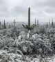 Поредица от снимки от пустините на Аризона до Ню Мексико показват фантастични картини на покрити със сняг гигантски кактуси.

 <br>Снимка : Arizona Illustrated