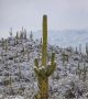 Поредица от снимки от пустините на Аризона до Ню Мексико показват фантастични картини на покрити със сняг гигантски кактуси.

 <br>Снимка : Arizona Illustrated