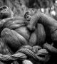 "Любовните" отношения при животните често напомнят на човешките - тук ще намерите и вярност, и изневяра, и ревност, и насилие. 

Западна равнинна горила - снимка на две горили заснети в зоопарка в Бронкс, Ню Йорк. <br>Снимка : Richard Conde
