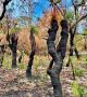 Триумфът на живота над смъртта може да се види на тези снимки на свежи, зелени растения, появяващи се през овъглените останки на австралийските гори. <br>Снимка : Facebook / RachKortt