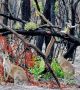 Триумфът на живота над смъртта може да се види на тези снимки на свежи, зелени растения, появяващи се през овъглените останки на австралийските гори. <br>Снимка : Facebook / RachKortt