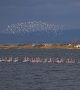 В Поморийското езеро се струпват стотици фламинго. Те привличат вниманието на орнитолози, местни хора и фотографи. <br>Снимка : Община Поморие