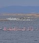 В Поморийското езеро се струпват стотици фламинго. Те привличат вниманието на орнитолози, местни хора и фотографи. <br>Снимка : Община Поморие