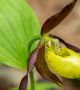Тя е едно от най-красивите защитени растения в нашата природа – среща се все още в Родопите около село Бачково, Асеновградско.
Цветът й е истински капан и насекомите, попаднали вътре в него, са принудени да ги опрашат. Какво ги привлича в тези цветове, особено като разберете какво ги очаква вътре, не е много ясно.
Огромната жълта устна има форма на обувчица със завити навътре краища. Освен това отгоре тя е покрита с щитовиден стаминодий (безплодна тичинка), под него – близалце, а от двете му страни по плодна тичинка.
Когато в жълтата камерка на цвета попадне пчела, тя опитва да се измъкне. Ограниченото пространство не й позволява да излети, а завитите краища и гладката вътрешна повърхност на цвета, не й позволява да изпълзи лесно. Единственият път навън са два тесни отвора в задната стена. Измъквайки се навън, пчелата отначало среща първата преграда – изпъкналото близалце, на което се залепва донесения от нея прашец. Драпайки все по-нагоре към светлината пчелата стига второ препятствие – прашникът запречва прохода. А когато насекомото се промъкне покрай него, голяма порция лепкав прашец се залепва по гърба на пчелата. <br>Снимка : e-ecodb.bas.bg