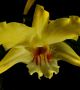 Dendrobium lowii <br>Снимка : wikipedia