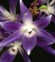 Dendrobium victoria reginae <br>Снимка : wikipedia