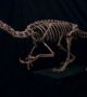Според последни изследвания, преходът от динозаври към птици е бил плавен. Това са част от колекцията "свързващи звена": 