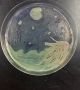 През 2015 г. Американското дружество за микробиология обяви конкурс за най-добро произведение на изкуството, направено с помощта на микроби. Учени-художници създадоха невероятни картини, използвайки само колонии от бактерии и гъбички, вместо боя и агар-агар, желеобразна основа за културите вместо платно. <br>Снимка :  American Society for Microbiology